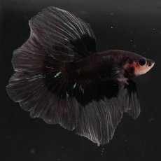画像5: HM　ブラックバタフライ　クリアフィン (5)