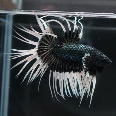 画像7: CT　ブラックカッパーバタフライ (7)