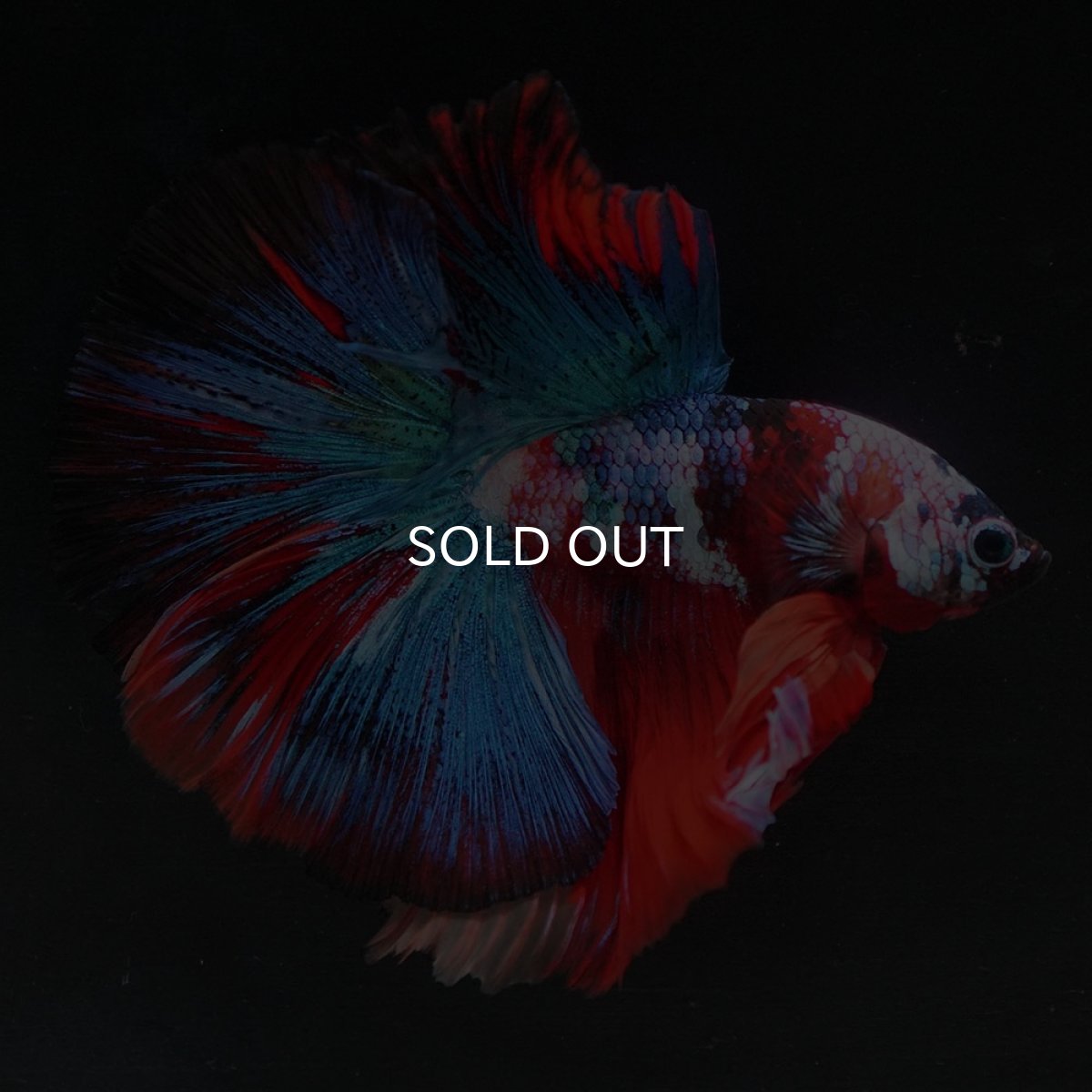 画像1: HM　キャンディギャラクシー (1)