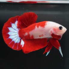 画像2: HMPK　紅白 (2)