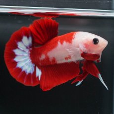 画像4: HMPK　紅白 (4)