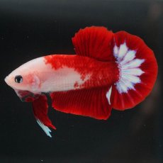 画像7: HMPK　紅白 (7)