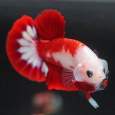 画像6: HMPK　紅白 (6)