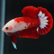 画像5: HMPK　紅白 (5)