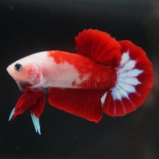 画像1: HMPK　紅白 (1)