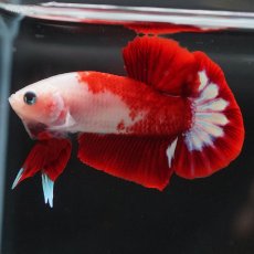 画像3: HMPK　紅白 (3)