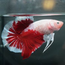 画像5: GHMPK　紅白 (5)