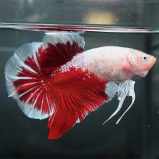 画像3: GHMPK　紅白 (3)
