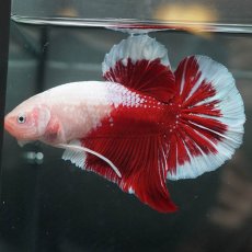 画像9: GHMPK　紅白 (9)