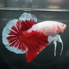 画像8: GHMPK　紅白 (8)