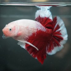 画像7: GHMPK　紅白 (7)