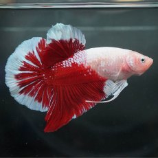 画像1: GHMPK　紅白 (1)