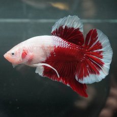 画像6: GHMPK　紅白 (6)