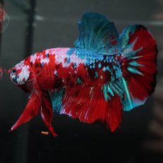 画像7: GHMPK　レッドギャラクシー (7)