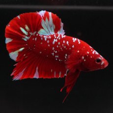 画像1: HMPK　レッドゴールドギャラクシー (1)