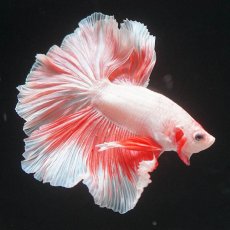 画像9: HM　ファンシー　ローズテール (9)