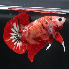 画像8: HMPK　キャンディ (8)
