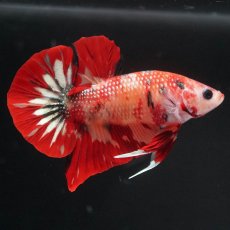 画像4: HMPK　キャンディ (4)