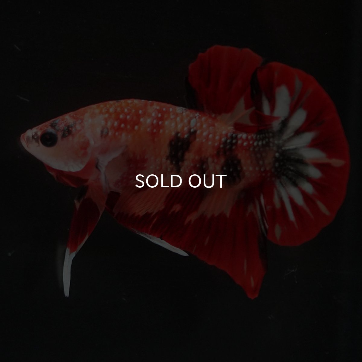 画像5: HMPK　キャンディ (5)