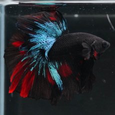 画像8: HMPK　ブラックスター (8)