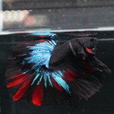 画像7: HMPK　ブラックスター (7)