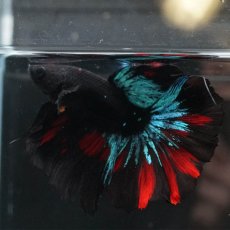画像6: HMPK　ブラックスター (6)