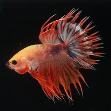 画像6: CT　オレンジファンシー (6)