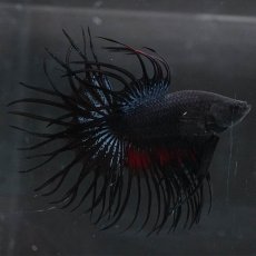 画像3: KCT　ブラックオーキッド　変わり柄 (3)
