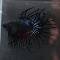 画像6: KCT　ブラックオーキッド　変わり柄 (6)