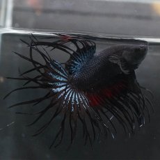 画像5: KCT　ブラックオーキッド　変わり柄 (5)
