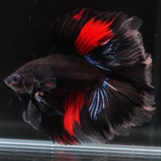 画像6: FM　ブラックスター　変わり柄 (6)