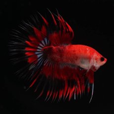 画像6: CT　ファンシーレッド (6)