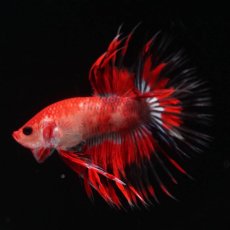 画像11: CT　ファンシーレッド (11)