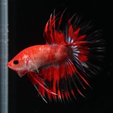 画像9: CT　ファンシーレッド (9)