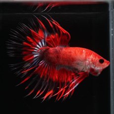 画像10: CT　ファンシーレッド (10)