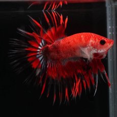 画像8: CT　ファンシーレッド (8)