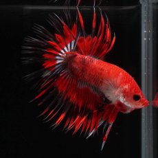 画像2: CT　ファンシーレッド (2)