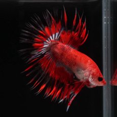画像4: CT　ファンシーレッド (4)