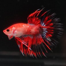 画像7: CT　ファンシーレッド (7)