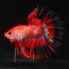 画像5: CT　ファンシーレッド (5)