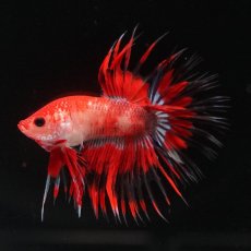 画像1: CT　ファンシーレッド (1)