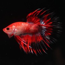 画像3: CT　ファンシーレッド (3)
