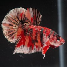 画像6: HMPK　キャンディカッパー (6)