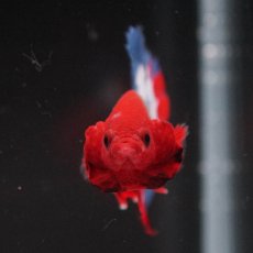 画像3: HMPK　ヘルボーイ (3)