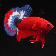 画像4: HMPK　ヘルボーイ (4)