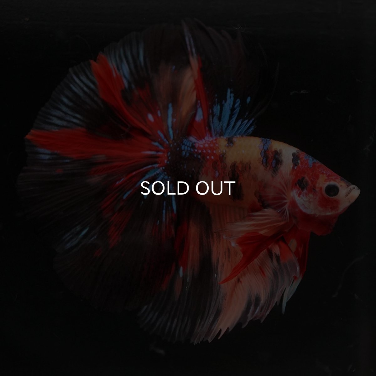 画像1: HM　キャンディ (1)
