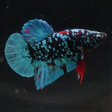 画像2: HMPK　ブラックスター (2)