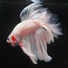 画像8: HM　ファンシー　ローズテール (8)