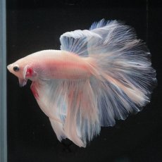 画像6: HM　ファンシー　ローズテール (6)