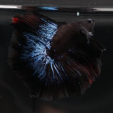 画像9: FM　ブルーブラック (9)